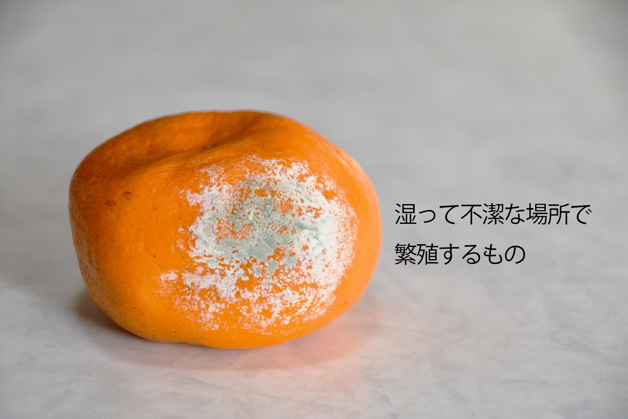 湿って不潔なところには…